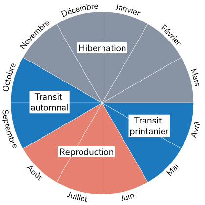 Chauves-souris schéma du cycle de la vie