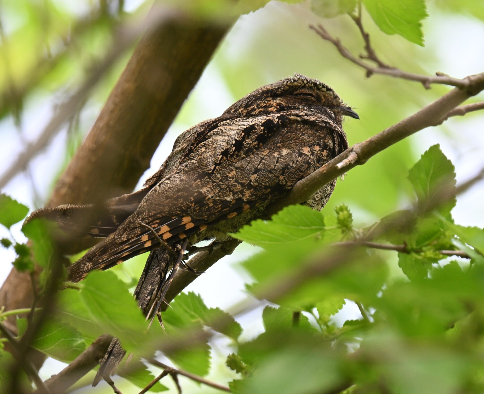 L’engoulevent boispourri, un nom surprenant pour cet oiseau Corridor — free download
